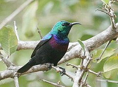 Description de l'image Purple-banded Sunbird (Cinnyris bifasciatus).jpg.