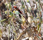 Lytta magister distributing pollen in Anza-Borrego Desert State Park, California