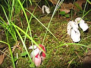 Photograph of a dense cluster of plants.