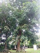 Rubber tree at the Japanese Cemetery Park