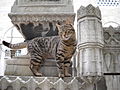 Cat in Süleymaniye Mosque cemetery