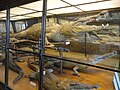 Herpetological display featuring taxidermied crocodiles