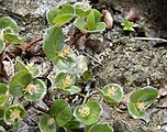 Трав'яна верба (Salix herbacea)