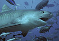 The tiger shark ranks as the second most fatal in unprovoked attacks[47]