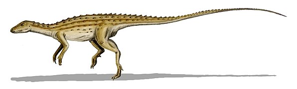 Scutellosaurus (Ornithischia)