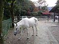 神宮司庁内宮神馬休養所で休養する神馬。（三重県伊勢市）