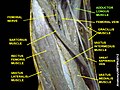 Adductor longus muscle