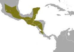 Distribución de la mofeta moteada del Sur