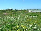 Spring flowers in Namaqualand