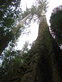 Image 4Eucalyptus regnans forest in Tasmania, Australia (from Old-growth forest)