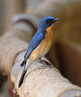 Tickell's blue flycatcher, Bandhavgarh National Park