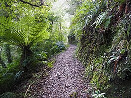 a narrow track through native bush