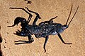 Typopeltis sp