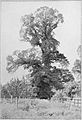 English Elm, 1904