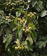 Fruits et feuille trilobée.