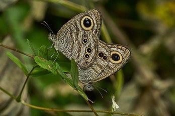 Ypthima baldus, uma espécie de borboleta da família Nymphalidae nativa da Ásia. (definição 4 443 × 2 962)