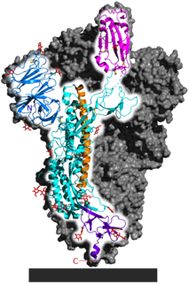 Spicule homotrimère du SARS-CoV-2, avec une sous-unité protéique mise en évidence ; « domaine de liaison » avec l'ACE2 mis en évidence