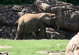 African elephant (Loxodonta africana)