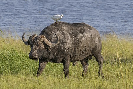 African buffalo, by Charlesjsharp