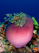 Amphiprion perideraion (Pink anemonefish) in Heteractis magnifica (Magnificent sea anemone)