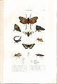 Plate 9 from: C.J.-B. Amyot and J. G. Audinet-Serville (1843). Histoire naturelle des insectes. Hémiptères. Paris, Librairie encyclopédique de Roret.