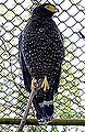 An Adult Andaman Serpent Eagle