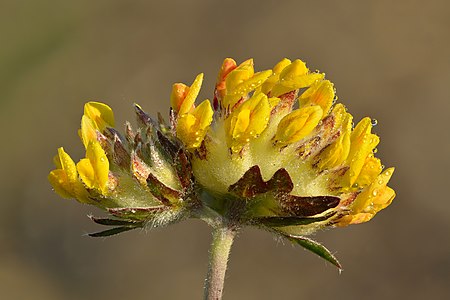 Anthyllis vulneraria, by Iifar