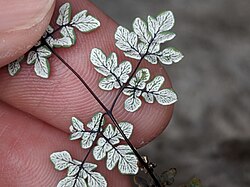 A hand revealing the lower surface of a highly-compound leaf, covered in white powder