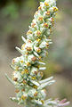 Artemisia (plant) pycnocephala