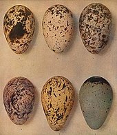 six well-marked eggs