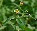 コシロノセンダングサ Bidens pilosa var. minor