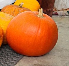 Cucurbita maxima 'Big Max' es el utilizado en lámparas de Halloween gigantes.[16]​