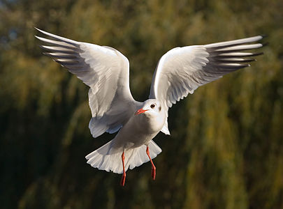 Black-headed gull, by Diliff
