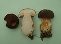 Boletus aereus.