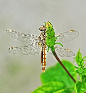 Brachythemis contaminata female