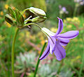 Brodiaea kinkiensis