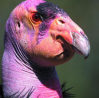 California condor's head