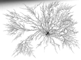 Root system top view