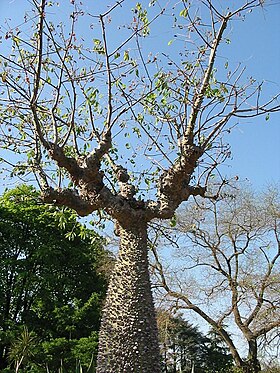 Chorisia insignis