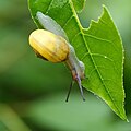 Escargot des jardins dans le boisé derrière le pavillon Louis-Jacques-Casault