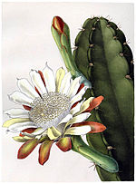 Cereus hankeanus