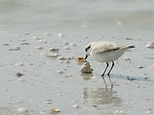 Photograph of a female discharging eggshell on sand that is covered by a water film
