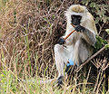 vervet monkey