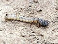 Fotografia de uma larva de Cicindela campestris, mostrando seus ganchos abdominais.