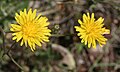 Crepis paludosa