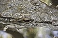 Crocodylus acutus