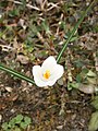 Crocus vernus subsp. albiflorus