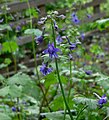 Delphinium bakeri