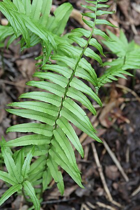 Homalosorus pycnocarpos.