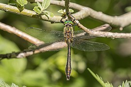 Cordulia aenea (Cordulegastroidea)